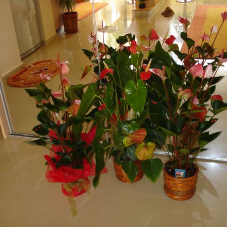 Anthurium